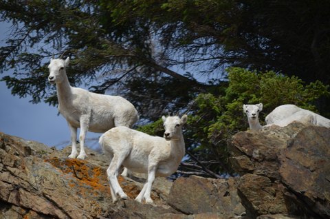 scape goats 026