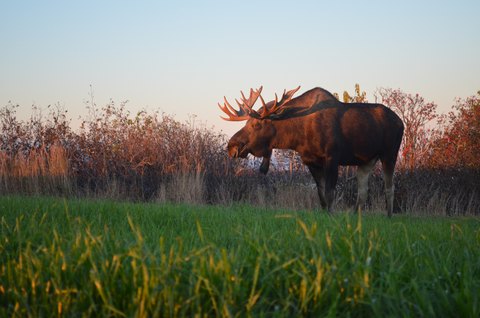 Bull Moose in the light