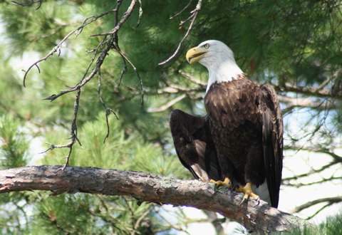 eagle
