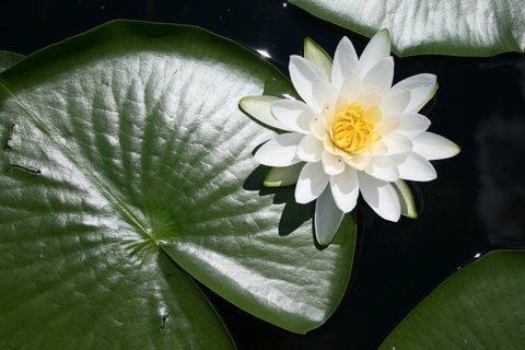 lilly