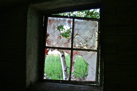 window birch
